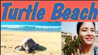 Turtle beach || picnic || vlog ⛱️🏖️