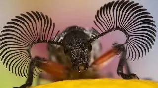 Редкий жук с самыми роскошными усами