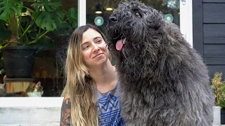 Grooming a Bouvier des Flandres - Werebear (Bison?) Style