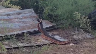 Cottonmouth and Copperhead Snakes Locked in Ritualized Combat