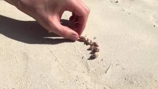 People on the beach help homeless hermit crab find a new shell