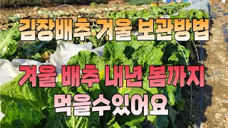 김장배추 저장해서   내년봄까지  먹는방법