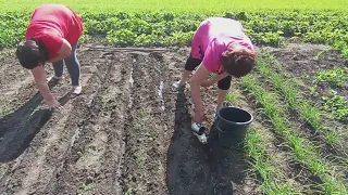 Пересіваємо моркву по новому.