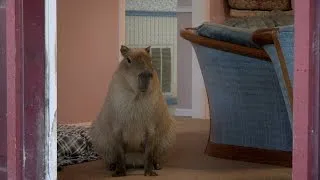 Gari the Capybara Puts the 'Cute' in -- 'Rodent'?