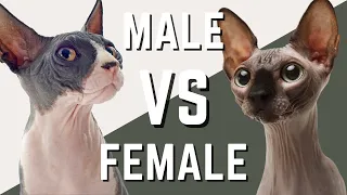 Male Sphynx VS Female Sphynx Cat - Compare and Contrast