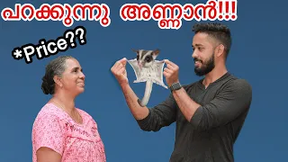 12,000/- രൂപക്ക് ചിറക്‌ ഉളള അണ്ണാനെ മേടിച്ചു !! | Bought Sugar Glider | Surprised My Parents