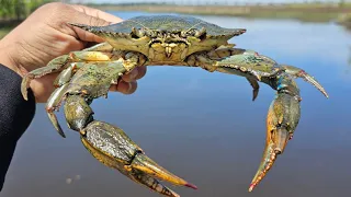 Super Rusty Crab!!! Catching Blue Crabs!!! Using 2 Ringed Crab Nets And Chicken On A String!!!