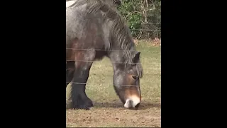 Голландская упряжная.