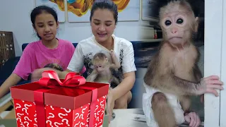 Baby monkey Kiti suddenly received a gift from a stranger