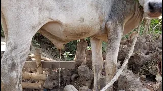 Funny Cow Peeing, How Way A Cow Passing Urine, How Way Bangladeshi Cow Pee Pee On Soil