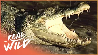 Crocodile Island: The Land Of Killer Crocs And More (Wildlife Documentary) | Real Wild