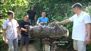 Gardening and selling my biggest wild boar 150 kg. Robert | Green forest life