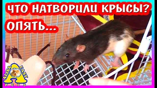 ОПЯТЬ... ЧТО НАТВОРИЛИ КРЫСЫ? / КРЫСЫ-ВРЕДИТЕЛИ / ЖИВЫЕ ОПИЛКИ У ХОМКИ / Alisa Easy Pets