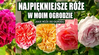 Jakie róże wybrać do ogrodu. Najpiękniejsze róże angielskie