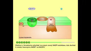 Fotosyntéza, část 6: Fotosystém I a NADP reduktasa