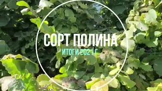 Фундук в Украине. Анонс к видео об итогах сбора урожая фундука сорта Полина в 2021г.