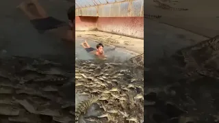 Legendary Kid Swims with Hundreds of Nile Crocodiles