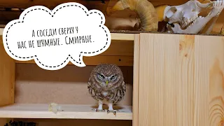 The Little Owl Luchik is taking into operation new shelves. Will owls live in them now?