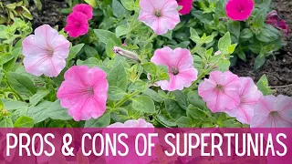 PROS & CONS of Supertunias! 🌺🌺🌺 || Proven Winners Supertunias || Growing Supertunias