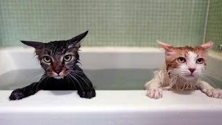 ПРИКОЛЫ С ЖИВОТНЫМИ 2022/ Смешные животные / Приколы с котами и собаками / Funny animals video.