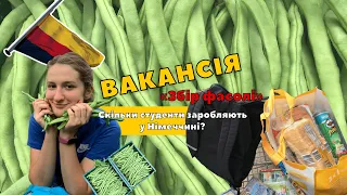 Вакансія "Збір квасолі". Скільки студенти заробляють у Німеччині?