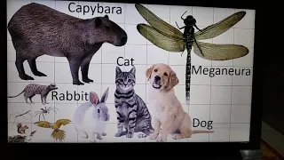 Animal size comparison 2D