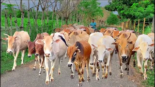 Sapi Lembu Gemuk Gemuk Sedang Berkumpul Di Area Sawah, Suara Sapi Panggil Kawannya, Cow Video