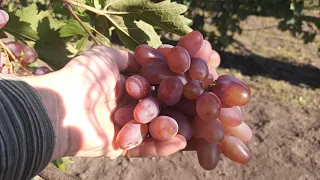 Виноград 2020(жовтень)Виноградник в кінці жовтня.Посаджено декілька саджанців винограду(перша серія)