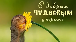 Доброе утро! Пожелания хорошего дня