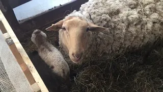 Катумские овцы. Окот в морозы.
