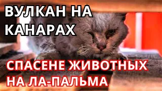 Извержение вулкана на Канарах! Спасение животных после извержения на Ла Пальма!