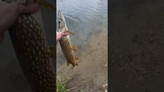 Releasing a northern pike out of a pond