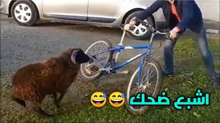 الخروف غاضب ضحك 🤣🤣 فهاد المقاطع #ضحك من قلبك ونسى المشاكل ههههههههه