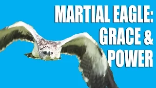 Martial Eagle - Grace and Power