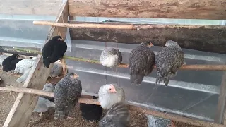 Расклев прекратился,  все живы здоровы🐓.Крапива, кладезь витаминов.🌿🌿🌿