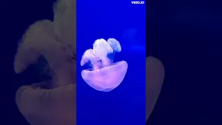 The Immortal Jellyfish: Nature's Fascinating Miracle of Endless Life!" #fact