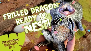 PD EPISODE 3: Frilled Dragon ready to nest!