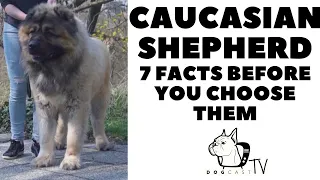 Before you buy a dog - CAUCASIAN SHEPHERD - 7 facts to consider! DogCastTV