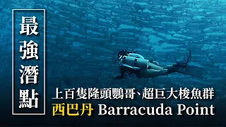 世界十大潛點！上百隻隆頭鸚哥、被梭魚群圍繞，西巴丹最厲害的潛點來了！