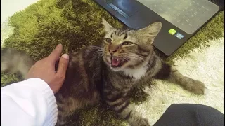 "Im angry but Love it hooman ! ! " (Cat Butt scratch reaction