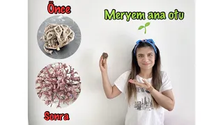 MERYEM ANA OTU 🌱Fatma Ana Eli Otu🌱 NEDİR ? NASIL KULLANILIR ? Detaylı Anlatım 🌱