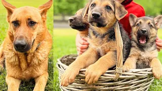 German Shepherd Puppies Meet Father First Time | Littermates
