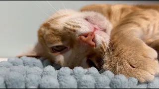 Cute kitty wakes up with a meow