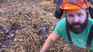 Forest management:Thinning out diseased undesirable trees; Chainsaw tips