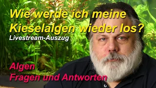 Ich werde meine Kieselalgen nicht los. Wie kann ich Kieselalgen im Aquarium beseitigen?