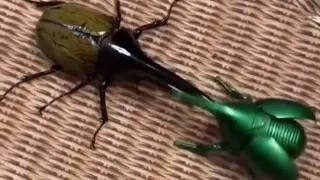 Hercules Beetle🐞- 1 VS 5 -कौन जीतेगा who is gonna win?😱😎#shorts #amazing #facts #insects #beetles