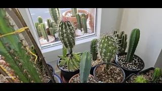 Cactus Grafting - why, why not and the pros and cons