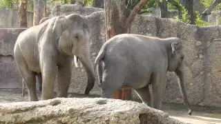 良い雰囲気の若いゾウのペア　Elephant 2014 0925