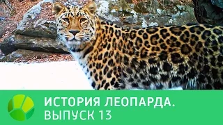 История леопарда. Выпуск 13 | Живая Планета