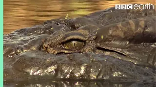 Top 5 Killer Crocodile Moments | BBC Earth